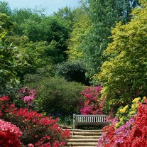 ES-226-03: Azaleas, Winkworth Arboretum, Godalming