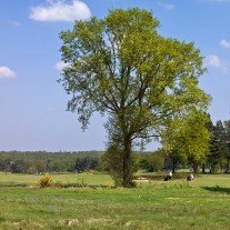 ES-268-06: Walton Heath Old Course 13th Hole
