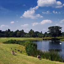 ES-273-01: Geese, Burhill New Course, 7th Hole