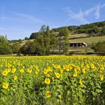FTG-14-04: Sunflowers, nr Bourg-de-Visa