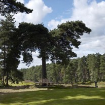 EB-126-04: Swinley Forest, Tree by 16th Tee