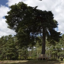 EB-126-06: Swinley Forest, Tree by 16th Tee