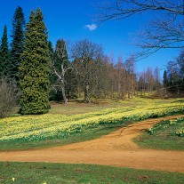 ES-219-06: Daffodils, Windsor Great Park, near Englefield Green
