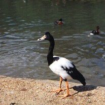 EWS-63-03: Magpie Goose, Wildfowl & Wetlands Trust, Arundel