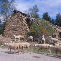 FCE-14-01: Sheep, near Prevencheres