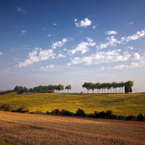 FT-268-10: Sunflowers near Salvagnac