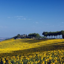 FT-269-02: Sunflowers near Salvagnac
